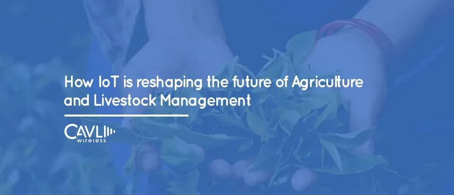 how iot is reshaping the future of agriculture and livestock management